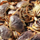 Illustration for article titled The Bay Area Is Skipping Dungeness Crab This Thanksgiving to Protect the Whales